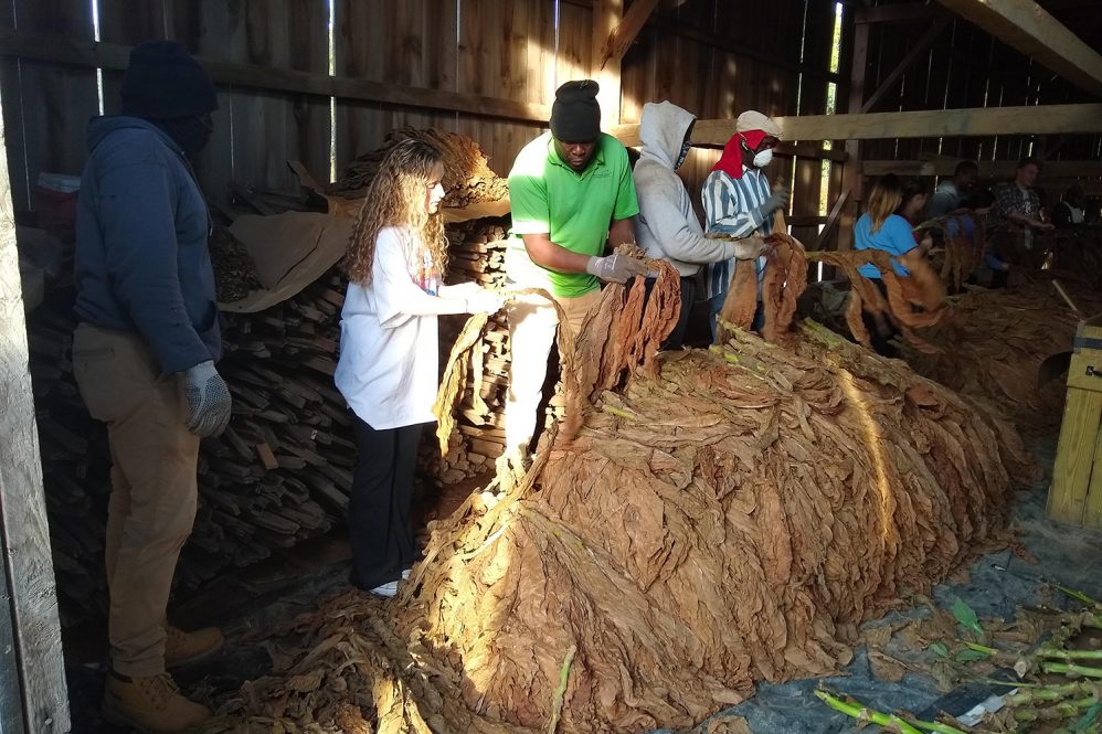 Students are taught how to gather tobacco in a barn.