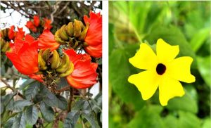 More than 60% of all non-native plants in Central America have been introduced as ornamental plants. Left: Spathodea campanulata. Right: Thurnbergia alata. (Eduardo Chacón-Madrigal.)