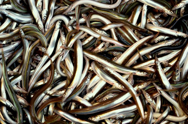 Sand lance, a vital forage fish, caught off the coast of Greenland.