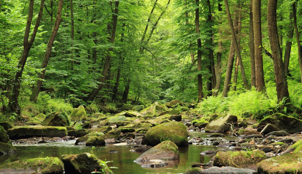 A river flowing through a forest in the springtime.