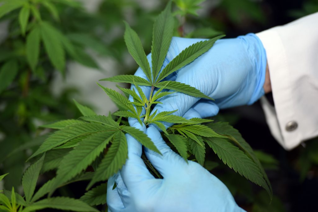 Photo of a gloved individual holding a cannabis leaf