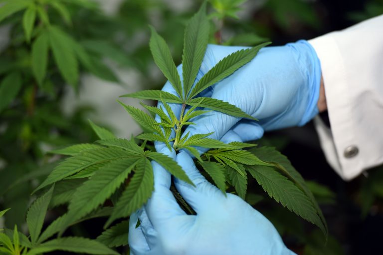 Photo of a gloved individual holding a cannabis leaf