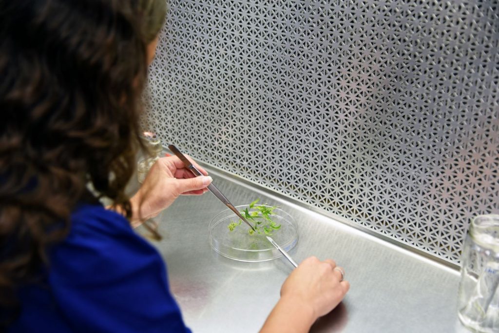 Scientist working with cannabis plants in lab