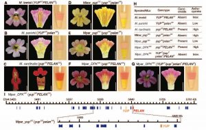 The image shows closely related species of monkeyflowers (Mimulus) with varied versions of genes that cause them to express different amounts of yellow (carotenoid) and red (anthocyanin) pigments. A-G each show a picture of a monkeyflower face on, then its cross-section, then an extraction of its pigments in a test tube. H gives the species name, which gene variants it has, whether yellow pigment is present, and whether it has high, intermediate, or low levels of red pigment. For example, M. lewisii (A) does not express yellow pigment and has intermediate levels of red.