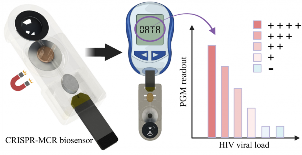 A simple, portable, CRISPR-powered microfluidic biosensor for HIV virus detection using a personal glucose meter.