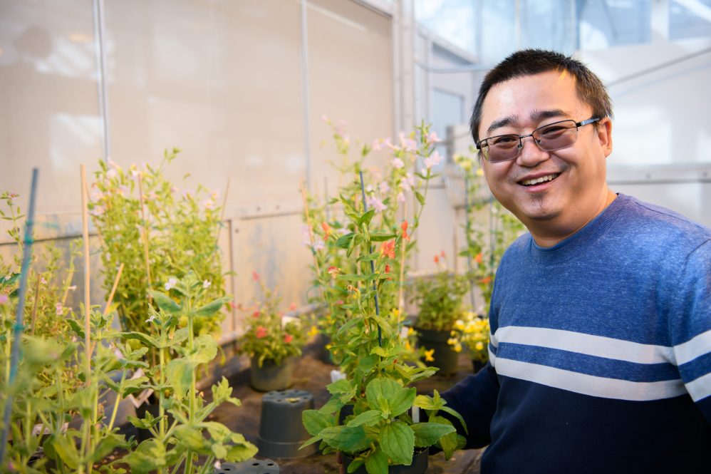 Yaowu Yuan at the EEB greenhouse