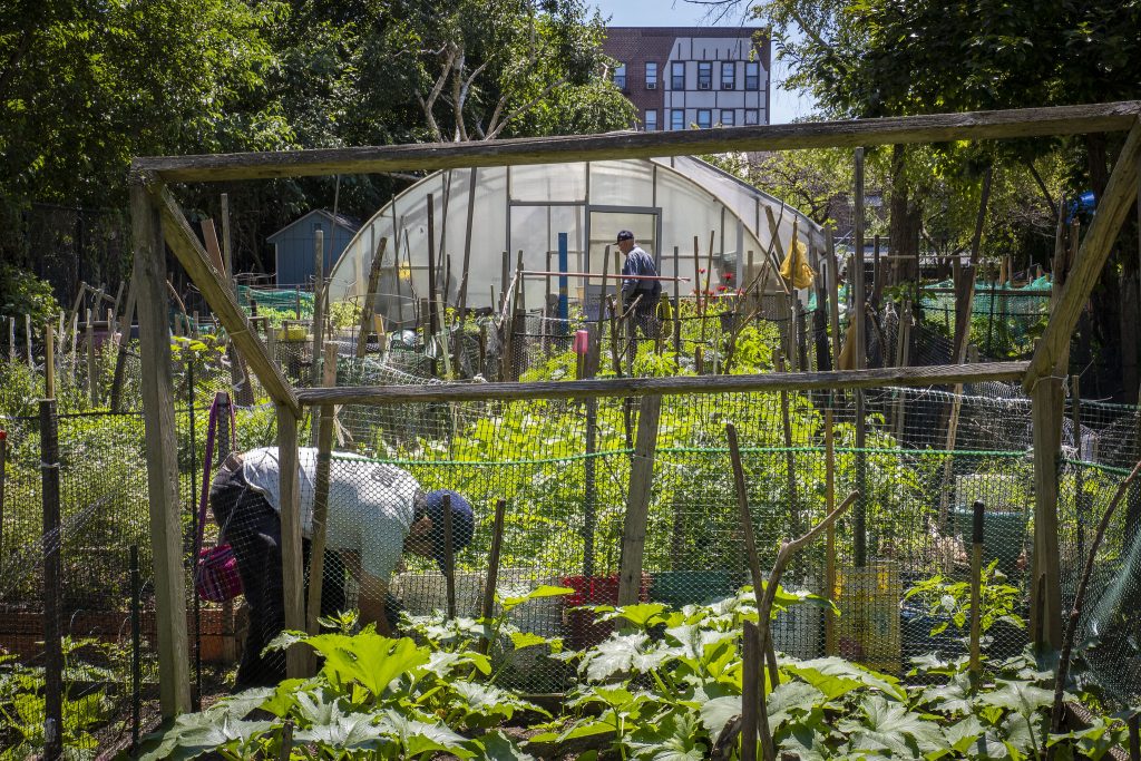 People tending urban vegetable gardens.