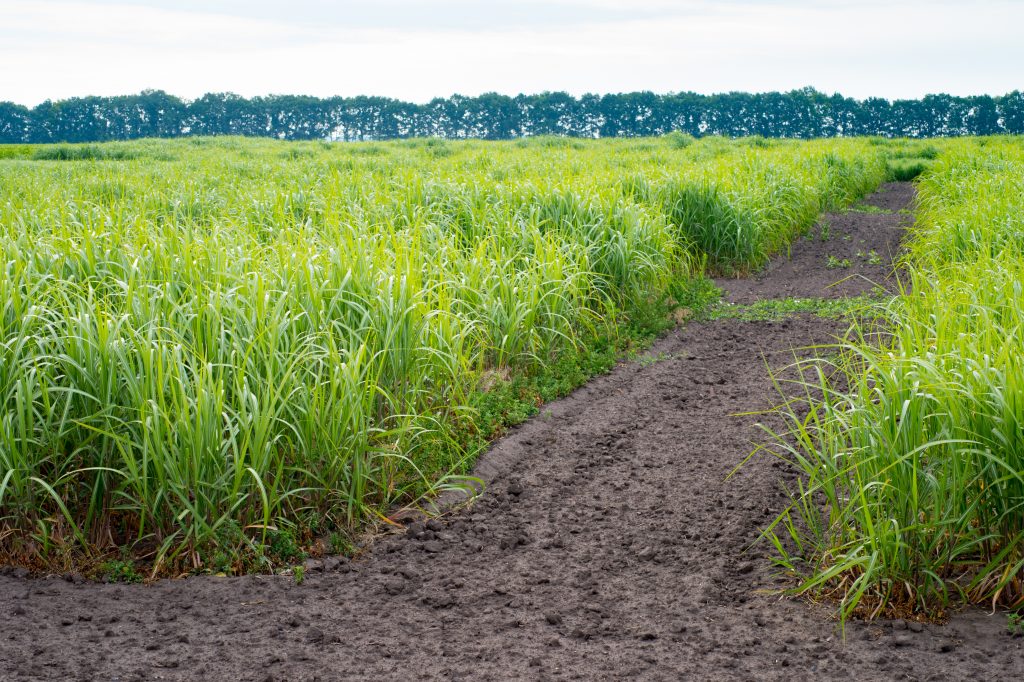 A field of young switchgrass in the northeastern U.S.