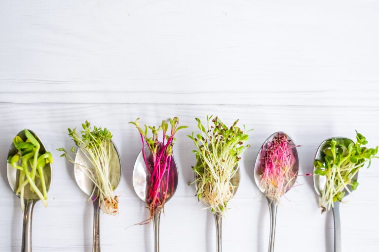Organic microgreens in spoons.