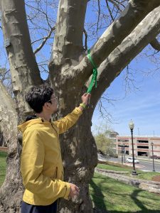 Sam Kocurek hangs green ribbons on previous class trees. 