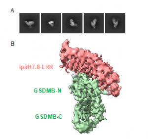 Fig.1. (a) Cryo-EM technology captured details of the Shigella effector IpaH7.8 targeting gasdermin-B. (b) A 3-D model of the IpaH7.8-gasdermin-B complex showing how effector IpaH7.8 grabs onto gasdermin-B.