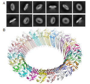Fig.2. (a) Cryo-EM technology captured elegant details of the gasdermin-B pore. (b) A 3-D model of the gasdermin-B pore shows how 24 identical units link together to form a ring that plays a critical role in the body’s inflammatory response.