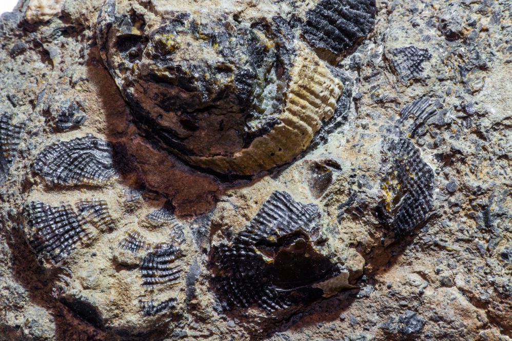 Brachiopod fossils buried in layers of rock.