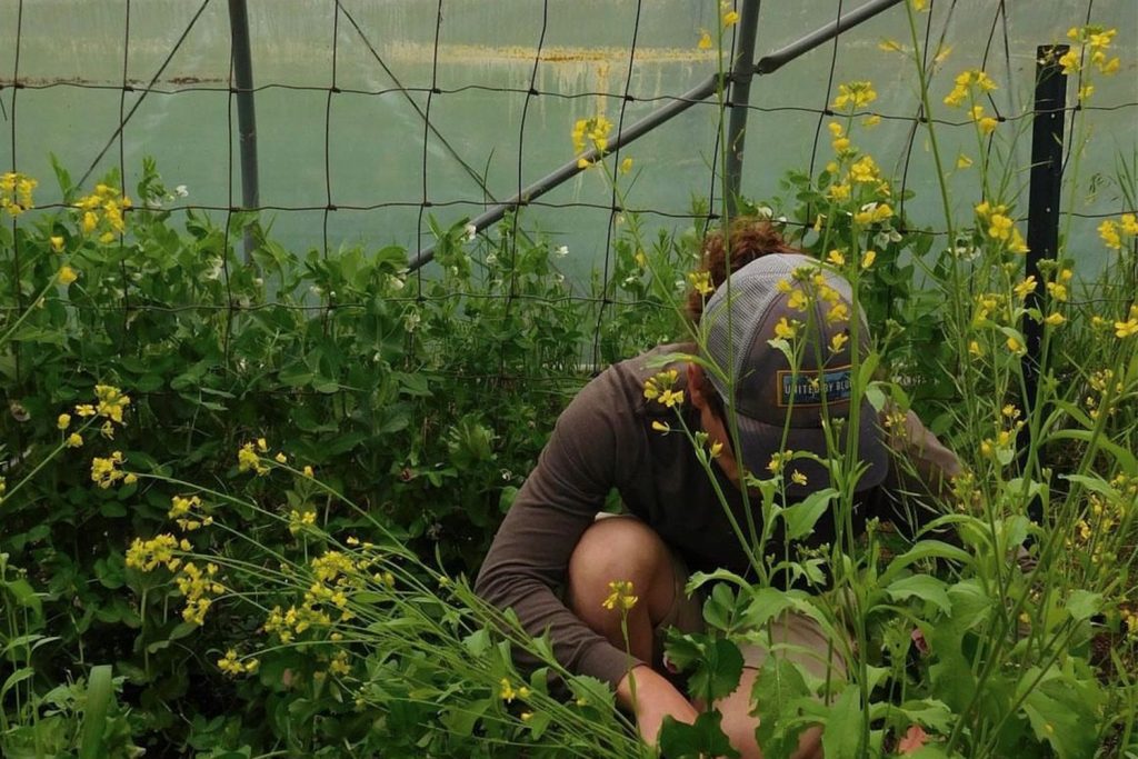 UConn student working in the greenhouse at the Spring Valley Farm