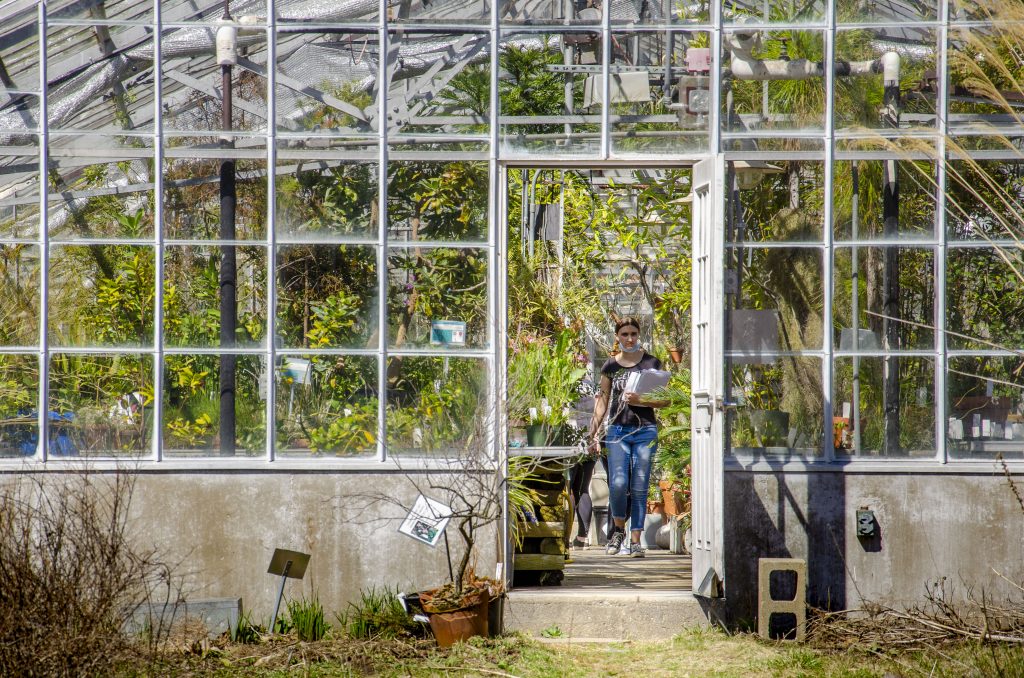 Signs of spring on campus with a student viewing plants in the EEB Biodiversity Greenhouse.