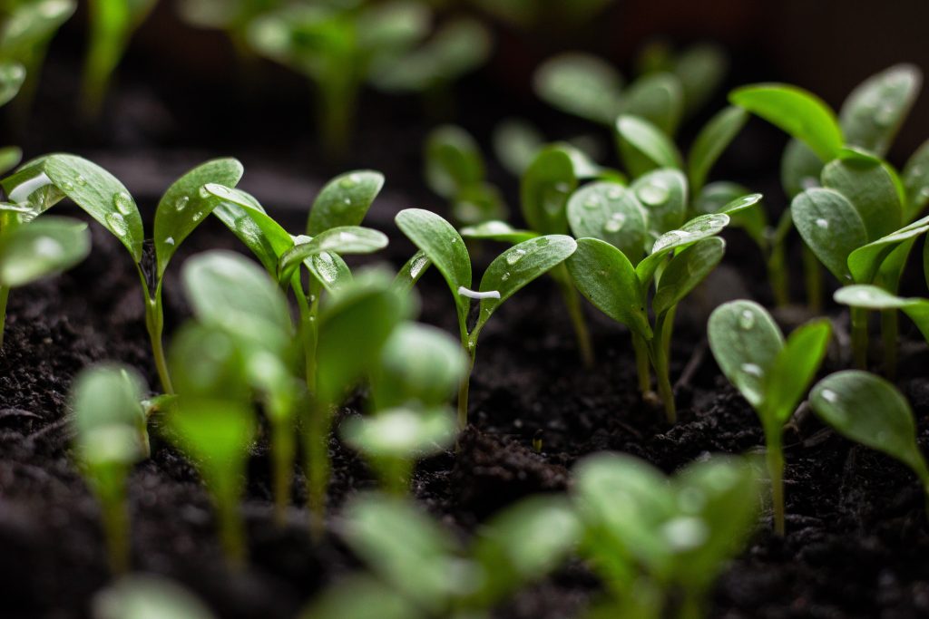 Green seedlings, covered in dew, grow out of wet soil.