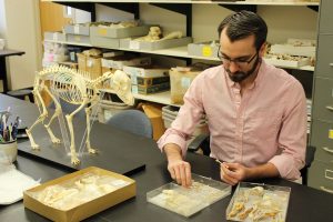 Weitzel in UConn's Zooarchaeology Laboratory working with bone specimens from the comparative collection.