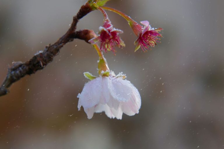 Blossom in the frost
