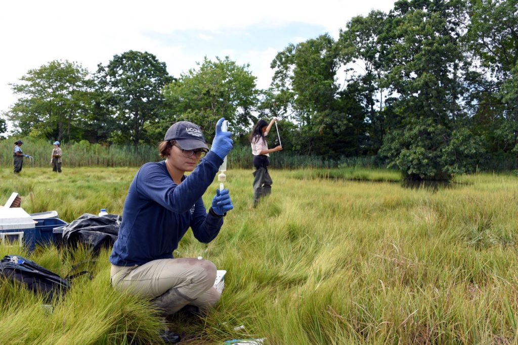 Female scientist collecting samples in a marsh