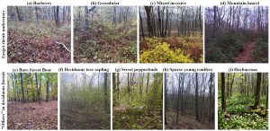 Using satellite imagery, the researchers distinguished between various understory plant species including barberry, greenbriar, and mountain laurel. 