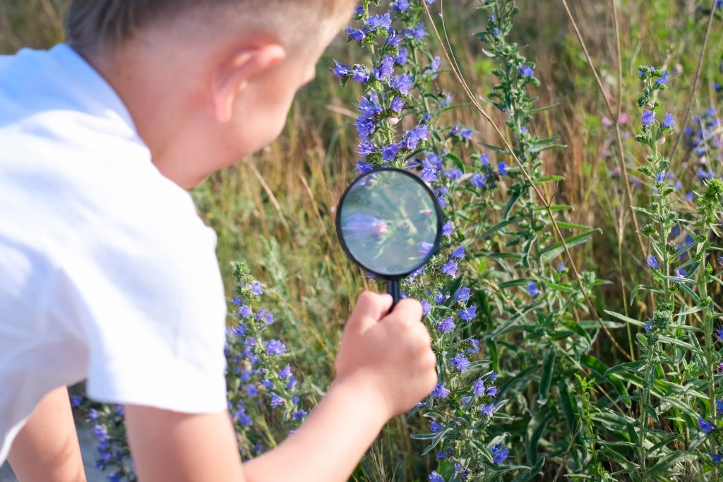 The child examines blue flowers through a magnifying glass - common eryngium.