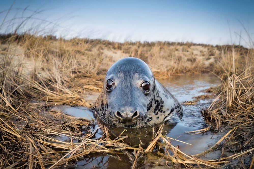 Seal pup in pond
