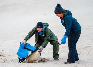 Researchers with grey seal