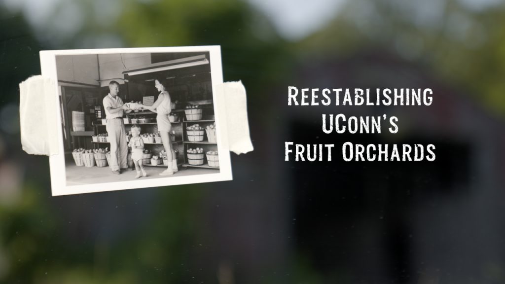 Historic photo of produce at UConn alongside the text of the video "Reestablishing UConn's Fruit Orchard"