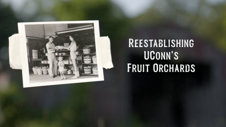 Historic photo of produce at UConn alongside the text of the video 