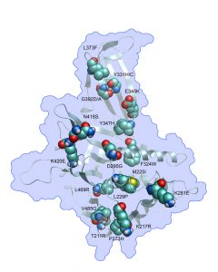 molecular rendering of USP7 enzyme