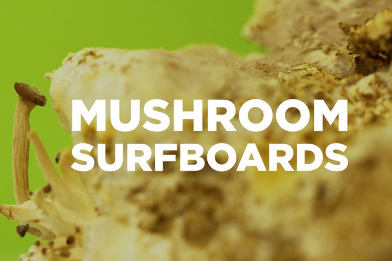 Close up of a mushroom with the title 'Mushroom Surfboards' overlaying it