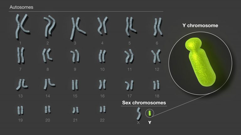 Twenty-six pairs of human chromosomes are displayed on a karyotype chart, with the Y chromosome magnified to show the shape.