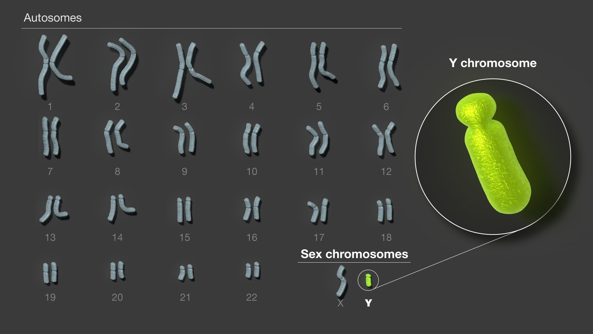 human genome landmarks sections