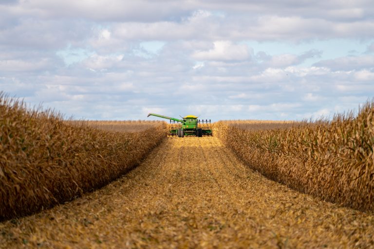 Green combine in corn field during harvest.