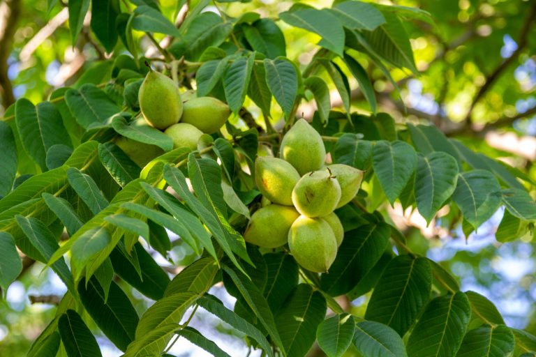 Low angle shot of green butternuts growing on a tree.