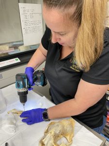 U.S. Fish and Wildlife Service scientist Hope Draheim drills into the mandible of a jaguar specimen to collect bone powder. 