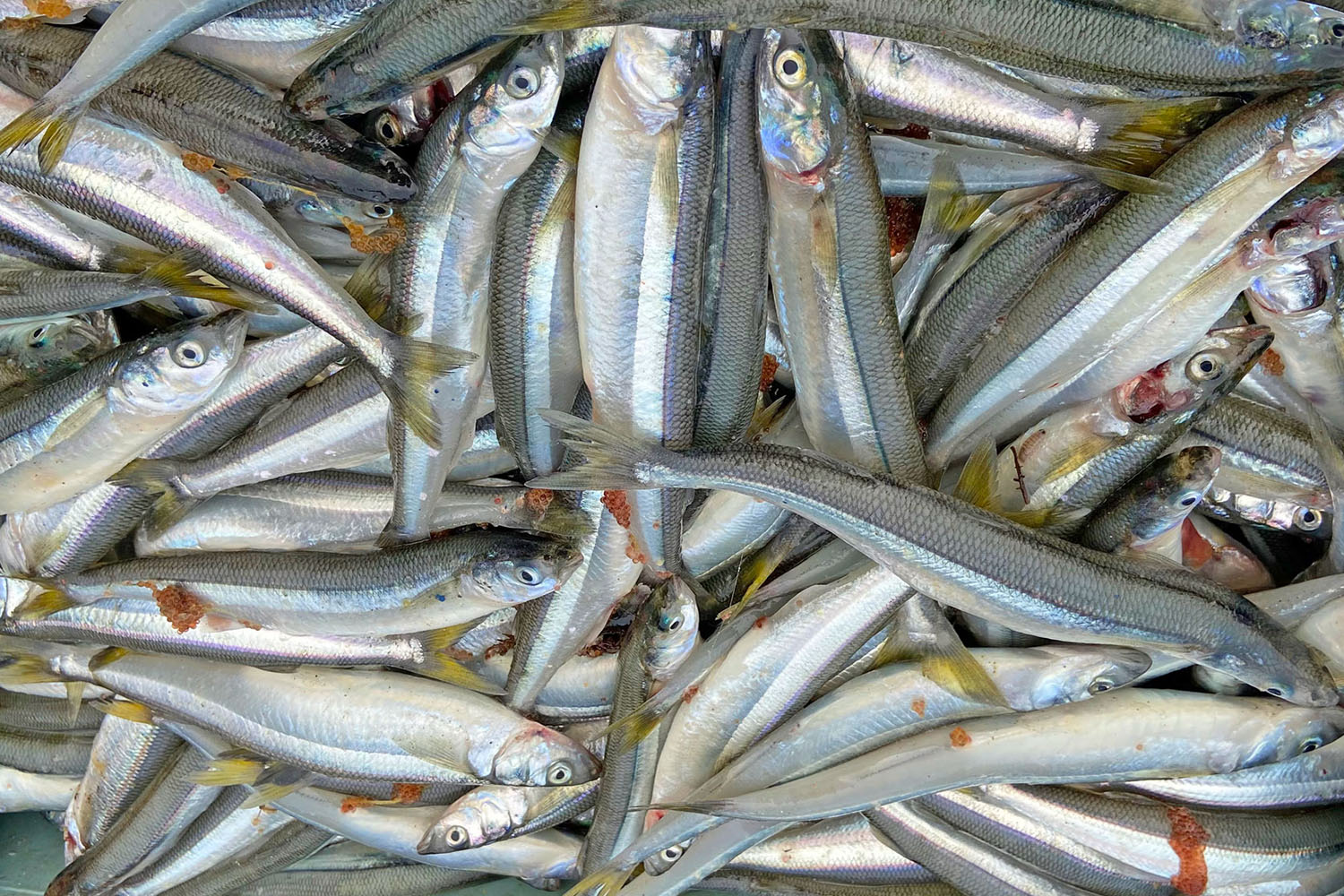 The Chilean silverside Odontesthes regia, or “pejerrey del mar” belongs to the family of New World silversides or Atherinopsidae. These are forage fish, but also very good models for laboratory research.