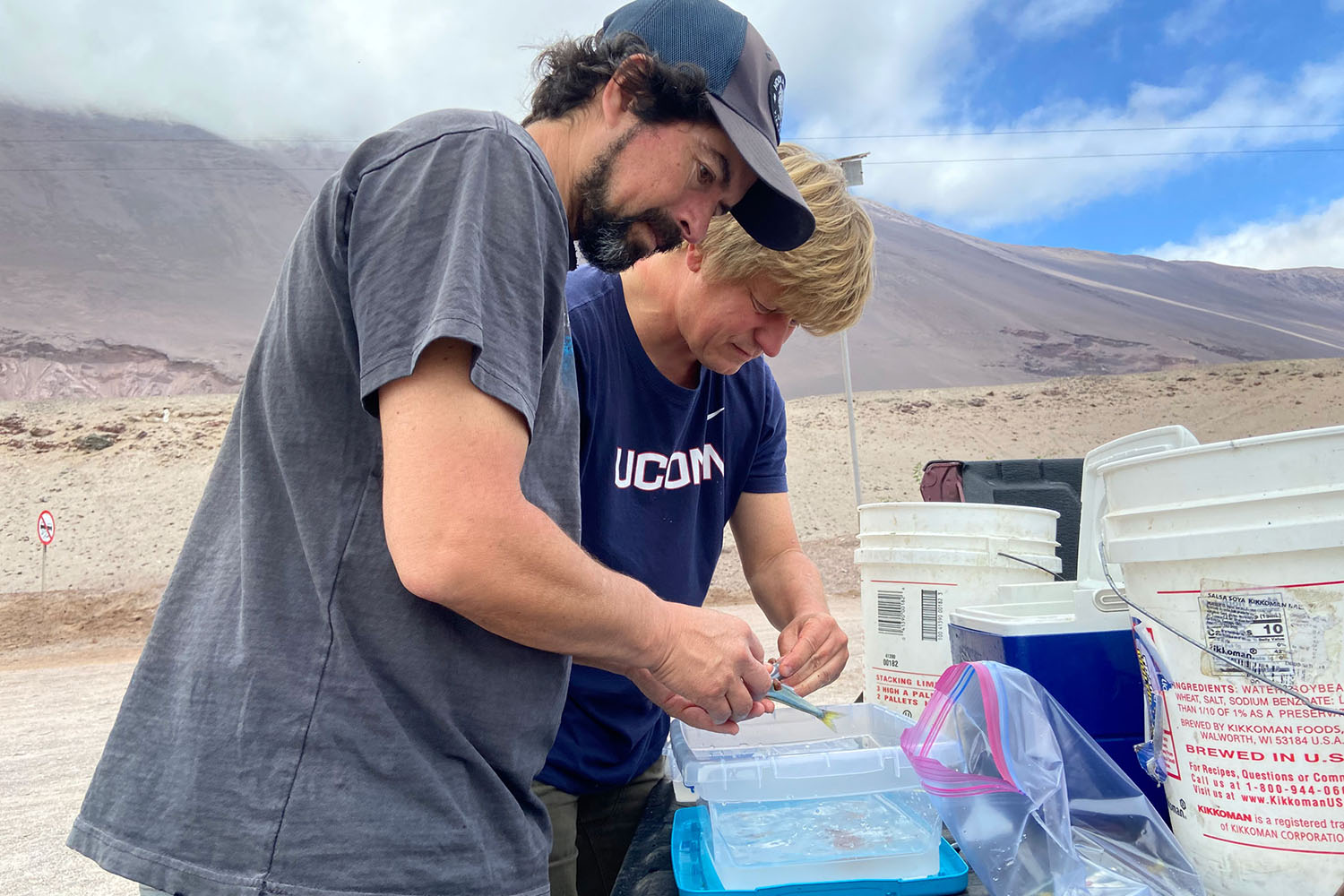 On the morning of 23 September 2023, Mauricio and Hannes begin strip-spawning recently caught silversides in their open-air laboratory on the hitch of a pick-up truck, surrounded by desert, rocks, and ocean.