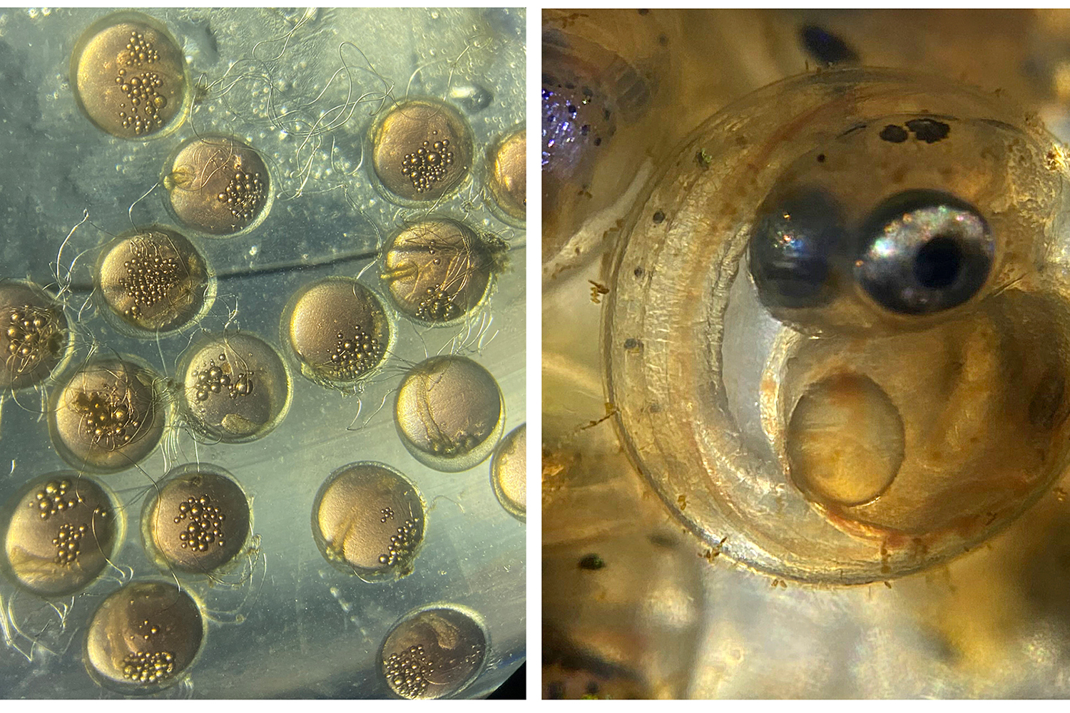 Recently fertilized embryos (left) and one close to hatching (right). New, tiny little life. The experiment will carry on until juveniles will have reached around 35mm in length.