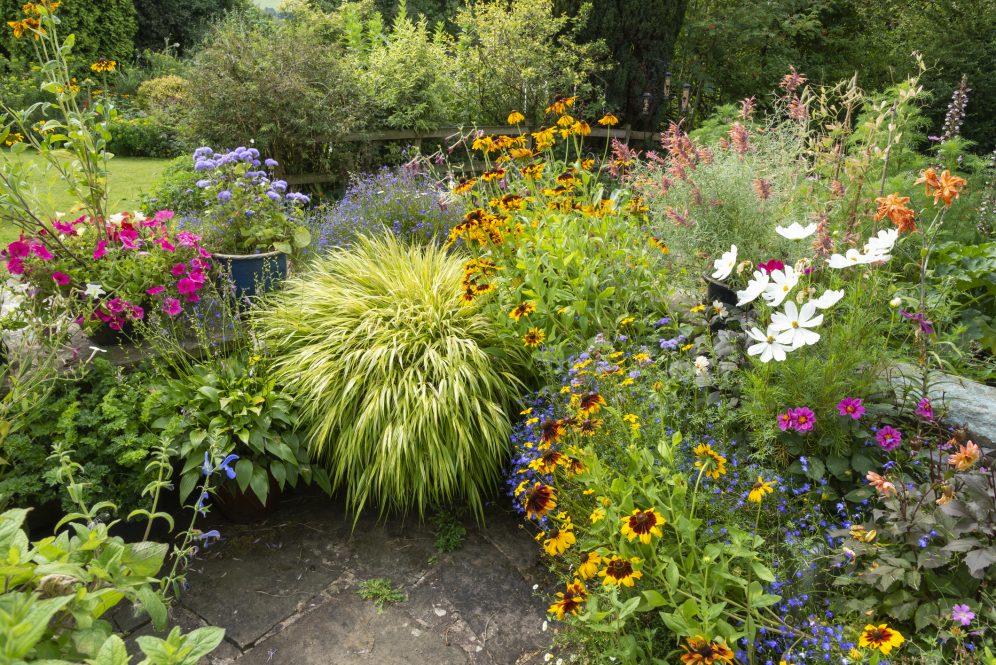 Mixed plants in a front garden in August. Annuals such as Rudbeckia, Petunia, Cosmos and Lobelia with foliage plants such as Hakonechloa.