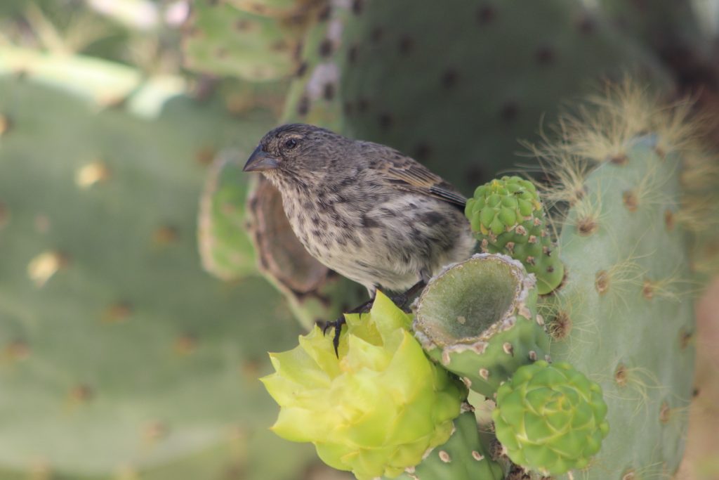 UConn researchers are looking at how human activities, like urbanization, and an invasive parasite impact the health of Darwin's finches on the Galapagos Island of San Cristobal.