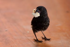 Darwin's finches that live in urban environments have a very different diet to those living in more rural settings. These urban diets include human junk food, which changes the finches' gut microbiota.