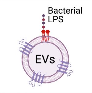 An extracellular vesicle (EV) carries messages from cell to cell through the bloodstream. Sometimes pieces of bacteria (red) slip into an EV’s wall and hitch a ride.