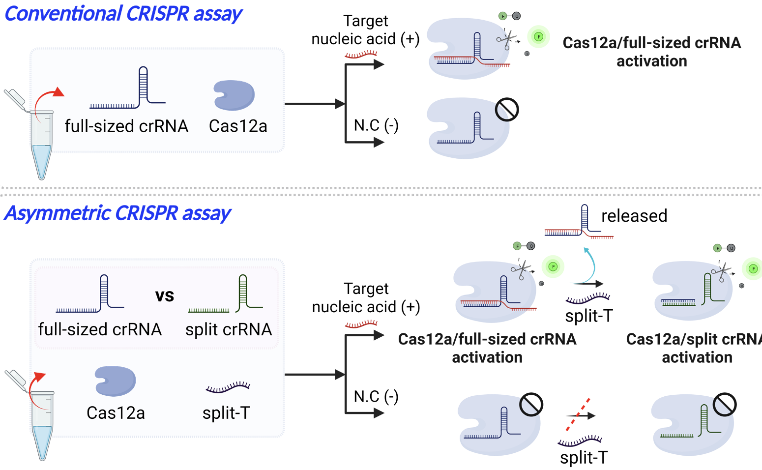 Researchers Improve Efficacy and Efficiency of CRISPR Diagnostic Technology  - UConn Today