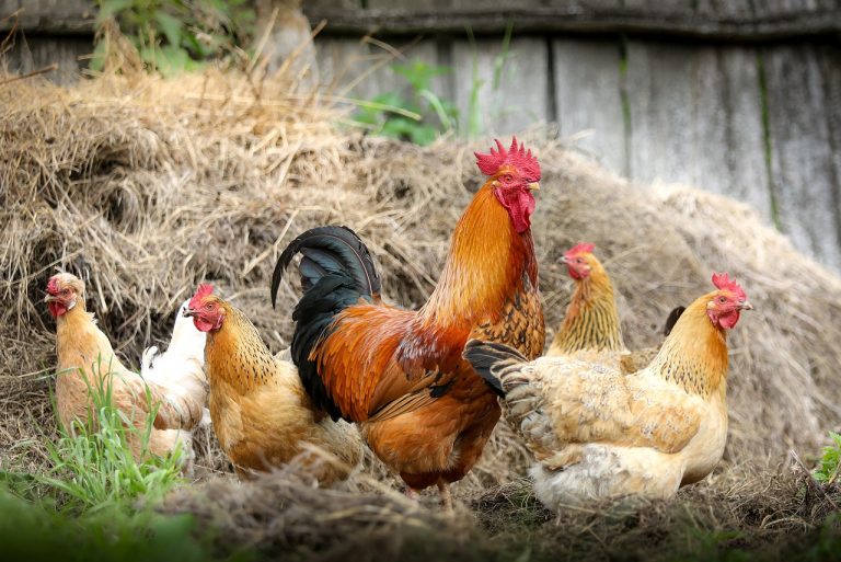 Backyard poultry