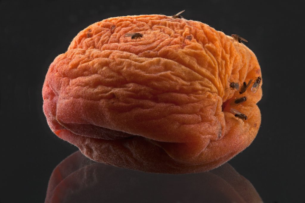 Fruit flies on a rotting wrinkled peach.