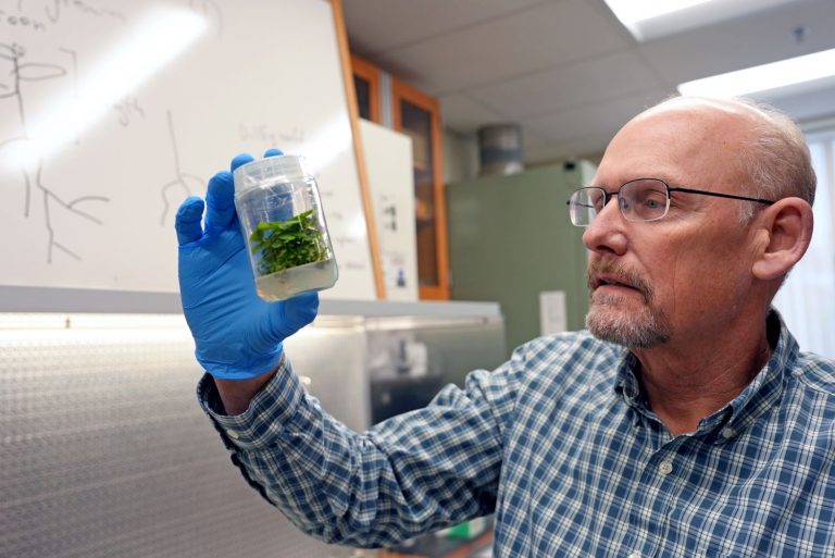 Mark Brand, professor of horticulture, working in the Tissue Cultures Lab.