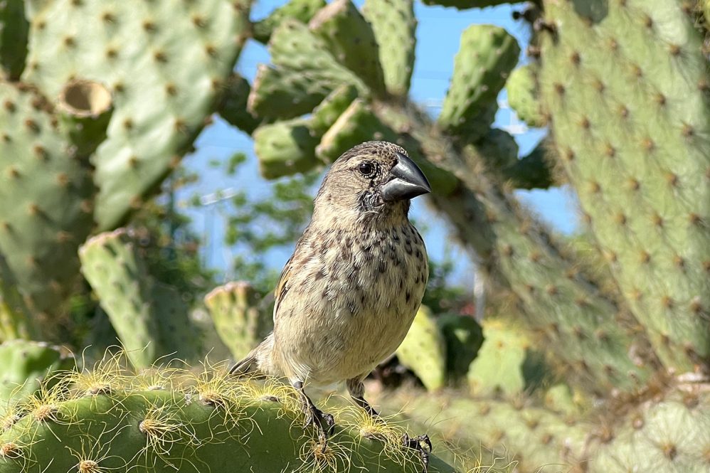 A new study led by UConn researchers gives hope that some populations of Darwin's finches may be better armed to survive a devastating invasive parasite.