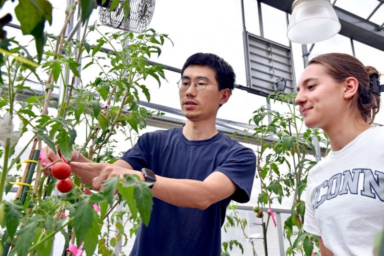 Students working with tomato plants