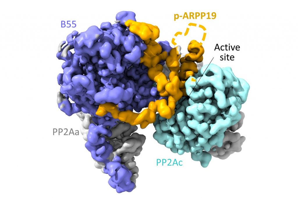 Cryo-electron microscopy map of the phosphatase enzyme PP2A:B55 (grey, cyan and lavender) bound to the ARPP19 protein (orange). The enzyme is inhibited by ARPP19 during the early stages of cell division.